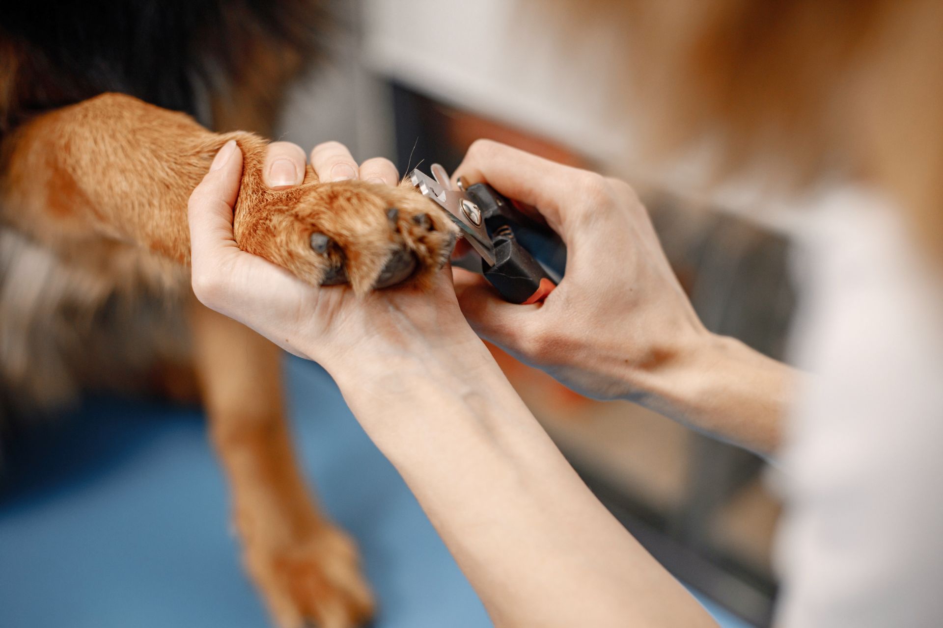 Dog Nail Trim in Brookston