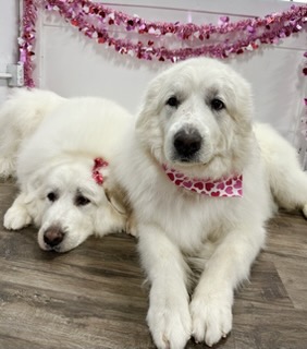 Dog Ear Cleaning Brookston